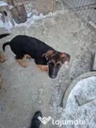Pui Ciobănesc German cu Pedigree