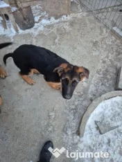 Pui Ciobănesc German cu Pedigree 