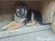 Pui Ciobănesc German cu Pedigree 