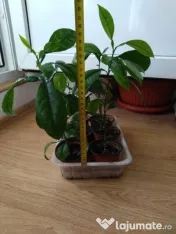 Lamai 10-20-30-50 cm inaltime 