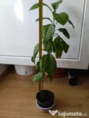 Lamai 10-20-30-50 cm inaltime 