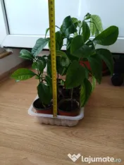 Lamai 10-20-30-50 cm inaltime 