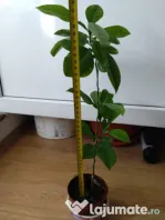 Lamai 10-20-30-50 cm inaltime