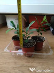 Lamai 10-20-30-50 cm inaltime 