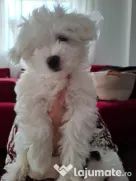 Pui de Bichon – generatori oficiali de fericire!