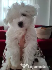 Pui de Bichon – generatori oficiali de fericire! 
