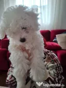 Pui de Bichon – generatori oficiali de fericire!