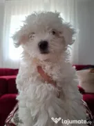 Pui de Bichon – generatori oficiali de fericire!