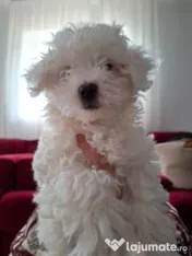 Pui de Bichon – generatori oficiali de fericire! 