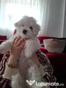 Pui de Bichon – generatori oficiali de fericire!