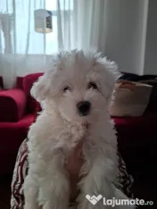 Pui de Bichon – generatori oficiali de fericire! 
