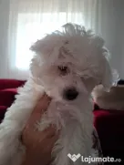 Pui de Bichon – generatori oficiali de fericire!
