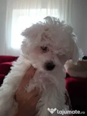 Pui de Bichon – generatori oficiali de fericire! 