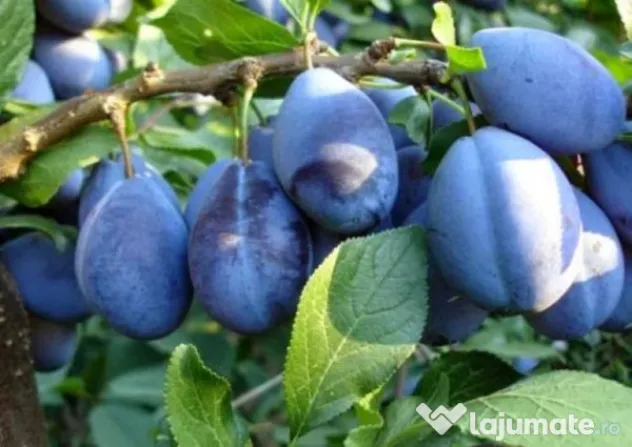 Tuica Palinca din prune 100% natural bio din livezile proprii