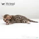 Pui pisica bengaleza/Bengal cat