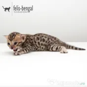 Pui pisica bengaleza/Bengal cat 