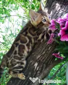 Pui pisica bengaleza/Bengal cat