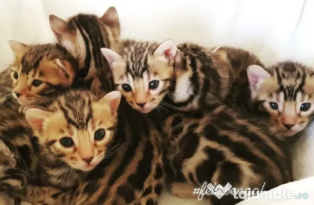 Pui pisica bengaleza/Bengal cat