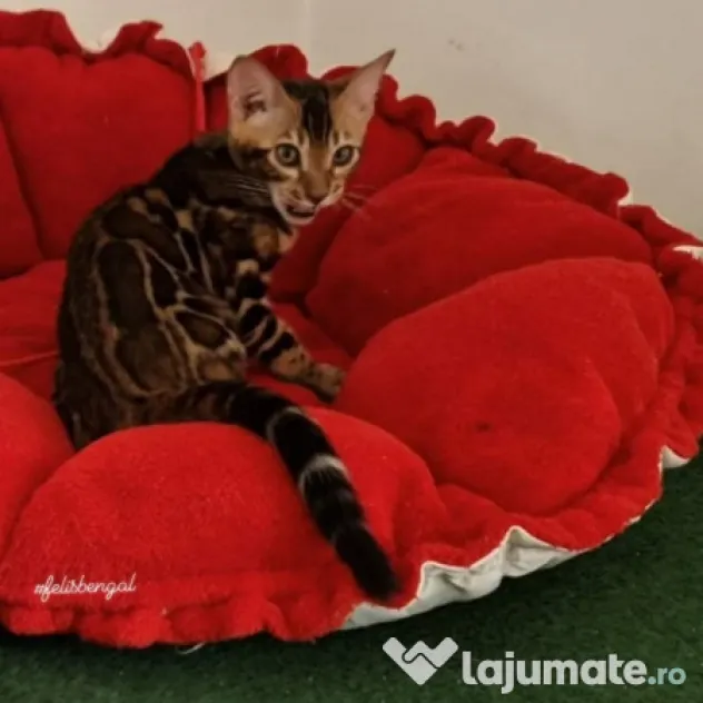 Pui pisica bengaleza/Bengal cat