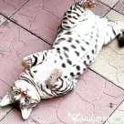 Pui pisica bengaleza/Bengal cat