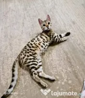 Pui pisica bengaleza/Bengal cat 