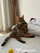 Pui pisica bengaleza/Bengal cat