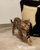 Pui pisica bengaleza/Bengal cat