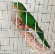 Pui de papagali frumosi 