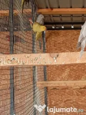 Pui de papagali frumosi 