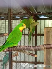 Pui de papagali frumosi 