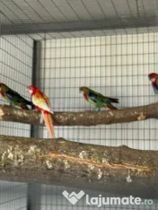 Pui de papagali frumosi 