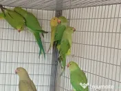 Pui de papagali frumosi 