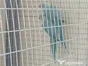 Pui de papagali frumosi 