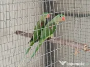 Pui de papagali frumosi 