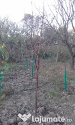 Pomi fructiferi mari