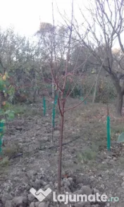 Pomi fructiferi mari 