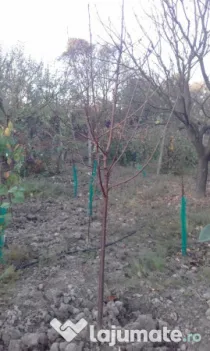 Pomi fructiferi mari