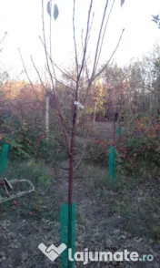 Pomi fructiferi mari 