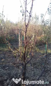 Pomi fructiferi mari 