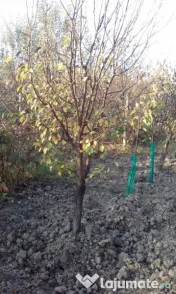 Pomi fructiferi mari 