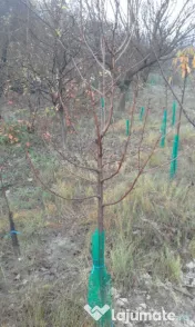Pomi fructiferi mari 