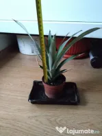 Ananas mic de 20 cm înălțime