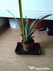 Ananas mic de 20 cm înălțime 