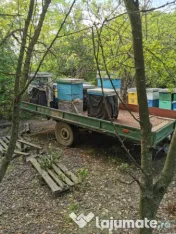 Stupi de albine pentru carat și nu numai