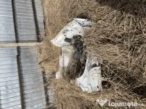 Fusta Tabla Spate Audi A5 2010