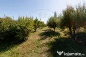 Casa visurilor cu livada roditoare si gradina amenajata Darm 