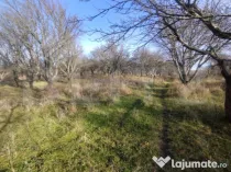 Teren extravilan, 20 ari, livada pomi fructiferi, zona Subce