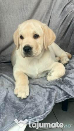 Labrador retriever cu pedigree fci