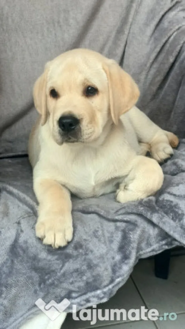 Labrador retriever cu pedigree fci