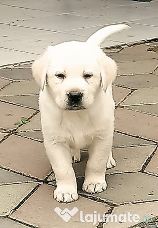 Labrador retriever cu pedigree fci